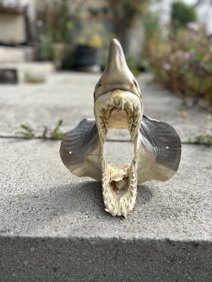 Il mondo degli animali: Shark taxidermy  – Usato da La Sagne NE venduto da Matlasape 1
