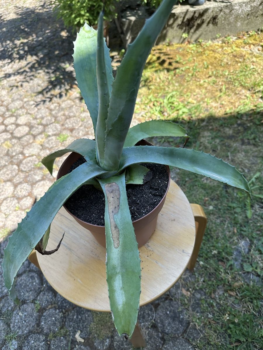 Piante & sementi: Agave 30 cm – Usato da Ottikon venduto da lo99
