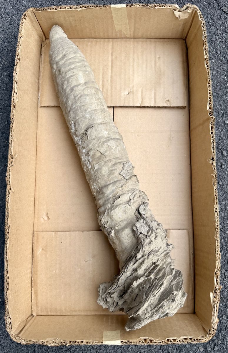 Minéraux & Lithothérapie: Stalagmit – D'occasion à Schattenhalb par Oodaaq