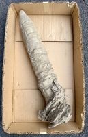 Höhlen - Stalagmit / Preisvorschläge willkommen