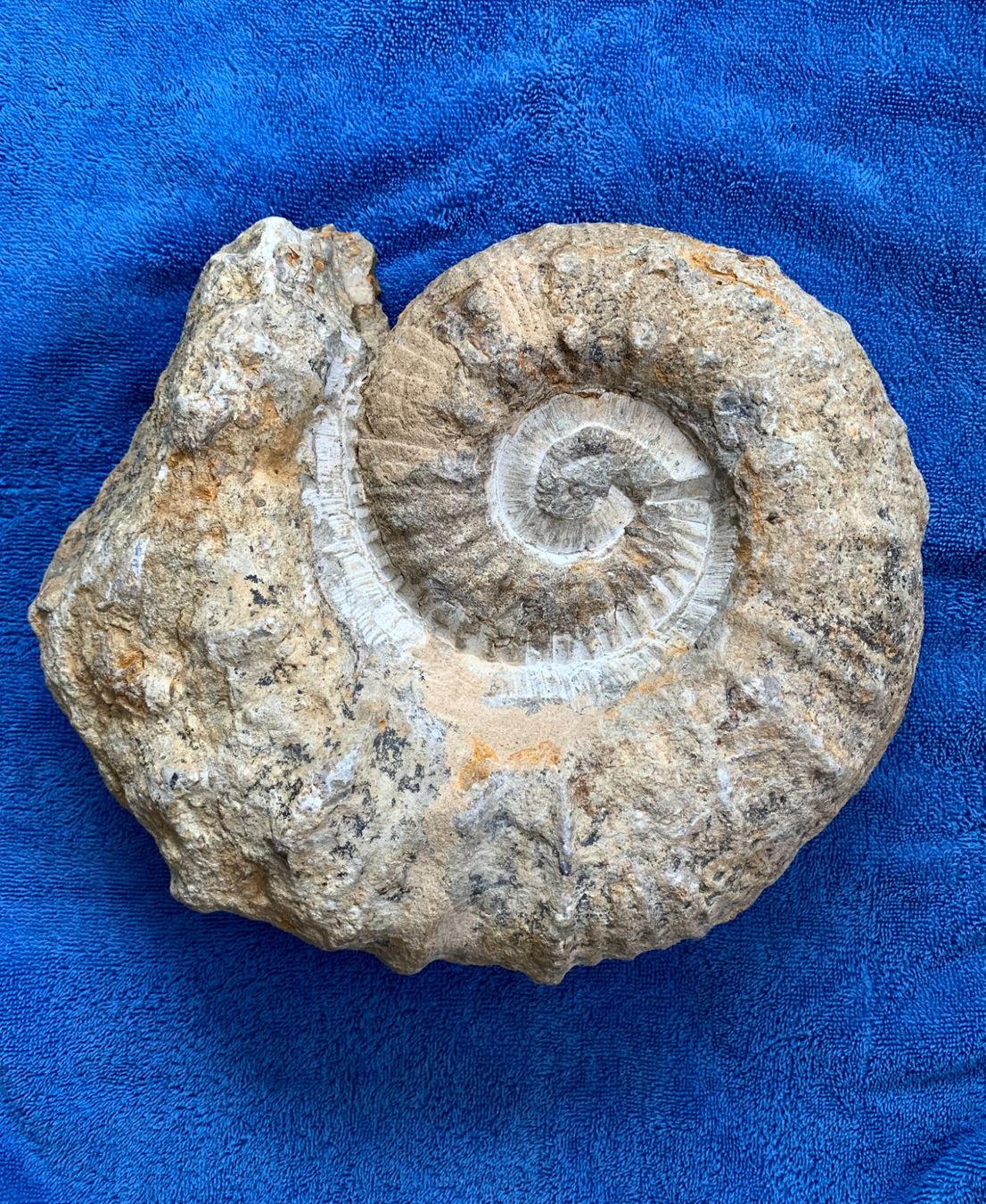 Fossili: Ammonit - Kreidezeit - 7 KG – Nuovo (secondo la descrizione) da Samstagern venduto da Spliti