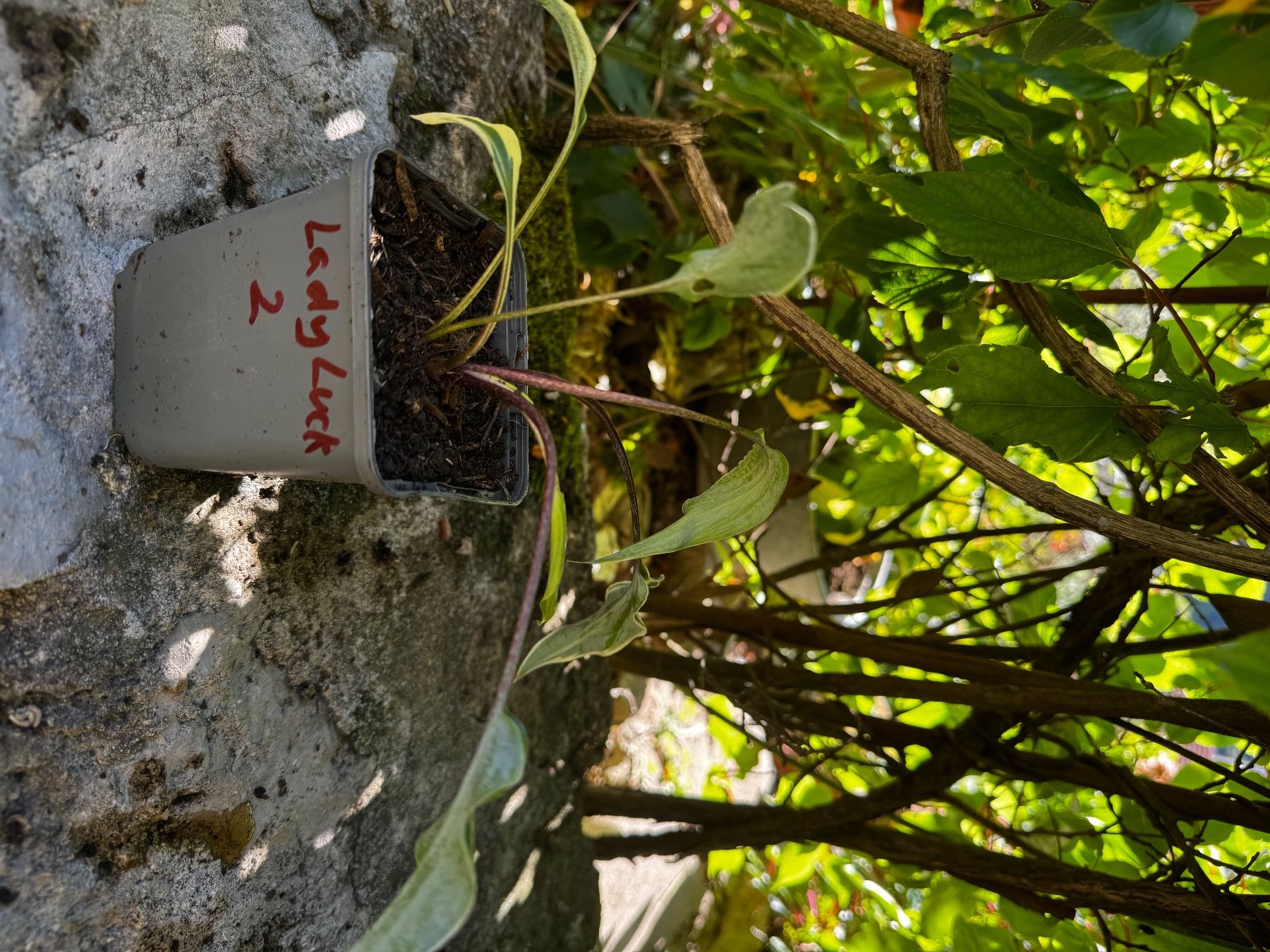 Pflanzen & Samen: Hosta lady luck – Gebraucht aus Lajoux JU von Briard0