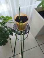 Schlangenpflanze, Sansevieria cylindrica, Zimmerpflanze