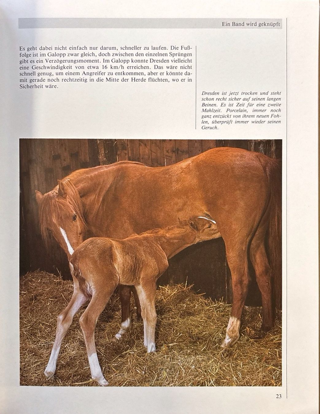 Libri: Pony Tagebuch – Nuovo (secondo la descrizione) da Sarnen venduto da Livres 6