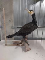 Präparat Kormoran, Top Zustand, Rarität für Liebhaber!