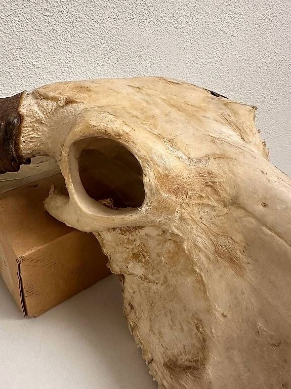 Altre raccolte & rarità: Vintage Wasserbüffel Schädel Trophäe mit Hornscheiden – Usato da Obernau venduto da Arche_Noah_Brocki 4
