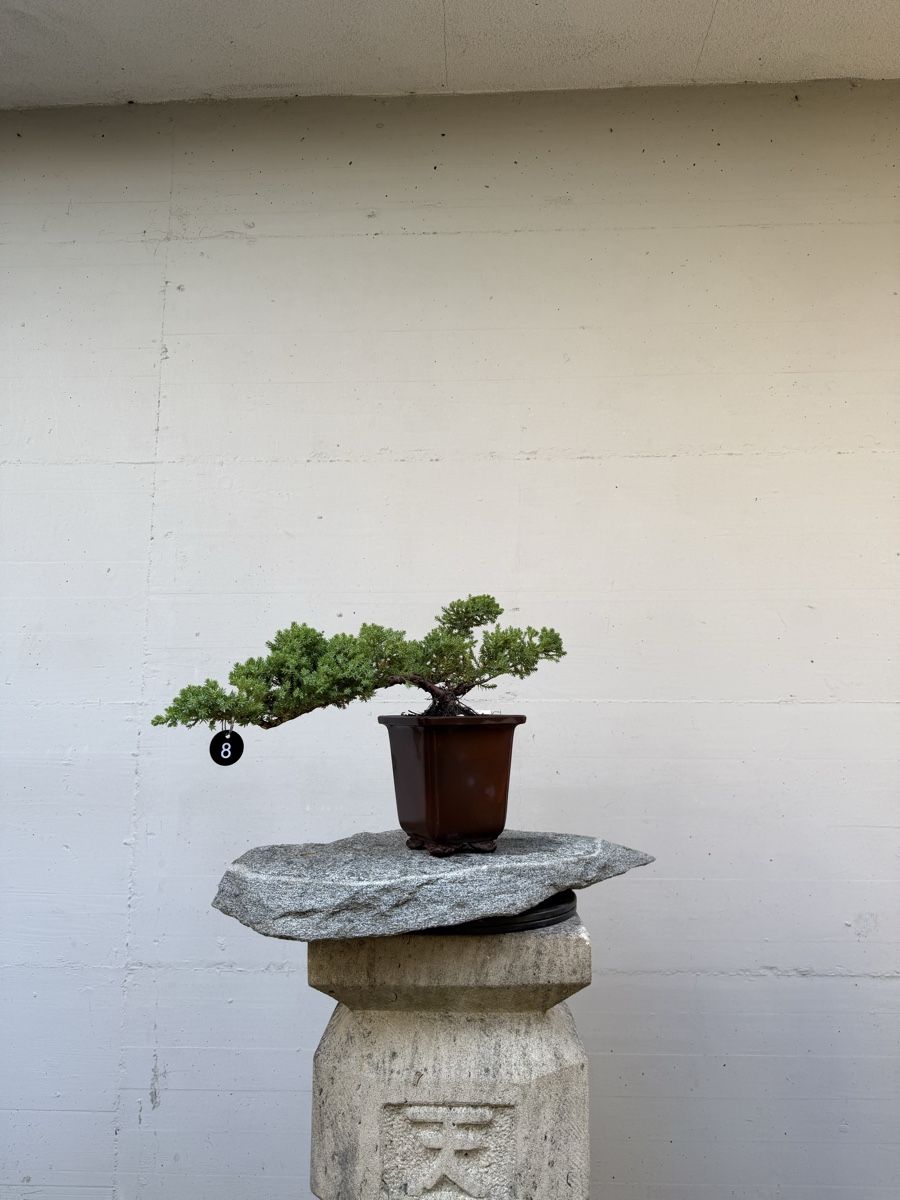 Plantes & graines: Juniperus Kaskaden-Bonsai AB 1.-  – D'occasion à Gossau SG par SolitariusBotanica 3