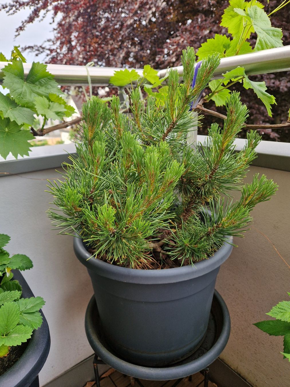 Piante & sementi: Pinus mugo Winter Gold – Usato da Dübendorf venduto da Olenaaa 1