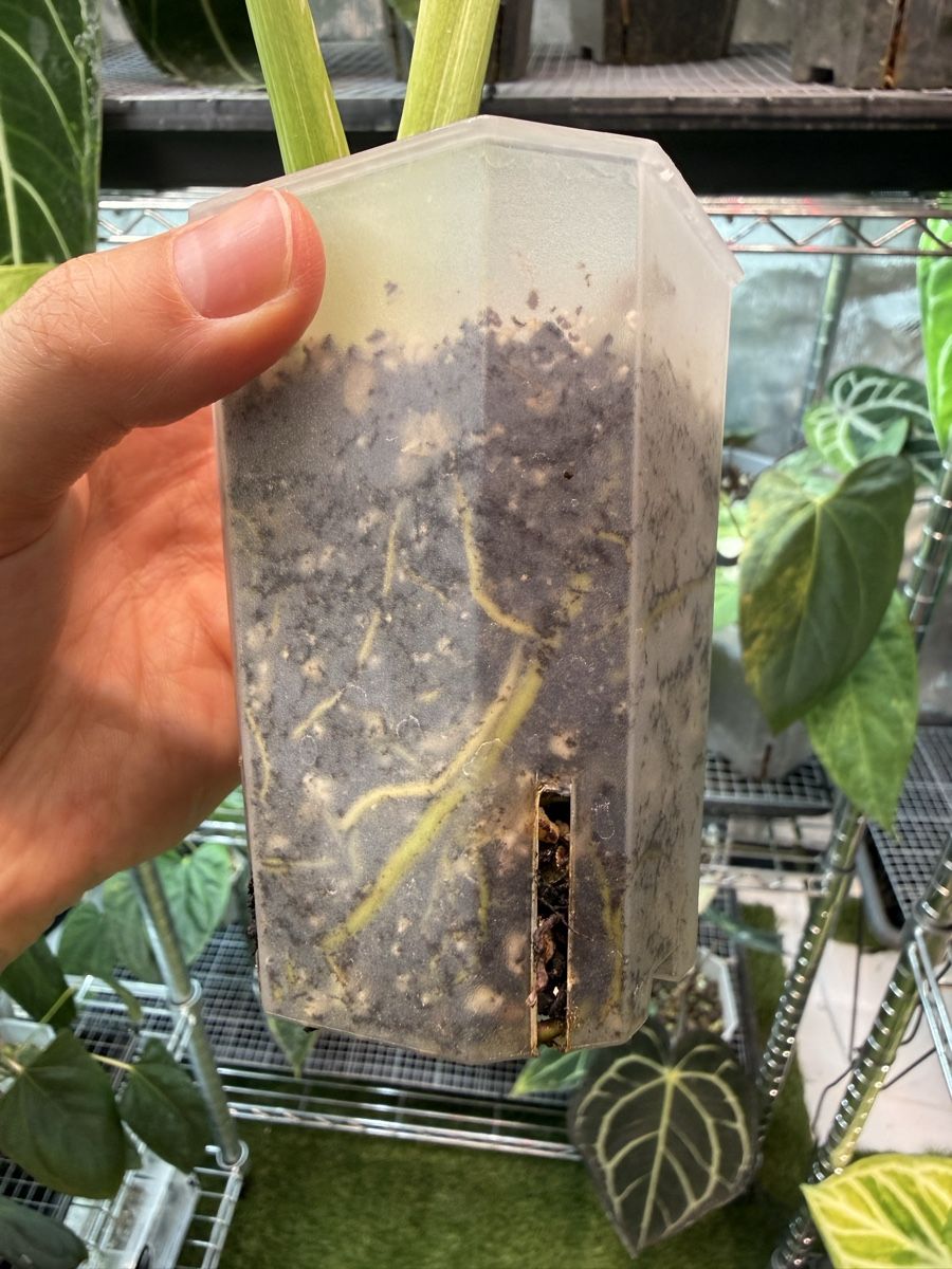 Piante & sementi: Monstera Electrolyte – Usato da Morlon venduto da lucius.greenery 3