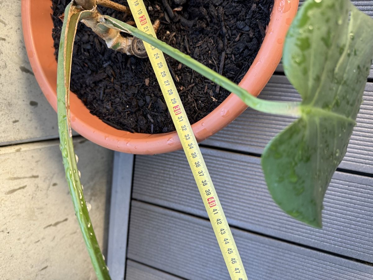Piante & sementi: Monstera Deliciosa  – Usato da Grosshöchstetten venduto da Al___Uk 5