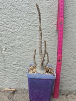 Adenium arabicum "White Zombie" / Wüstenrose
