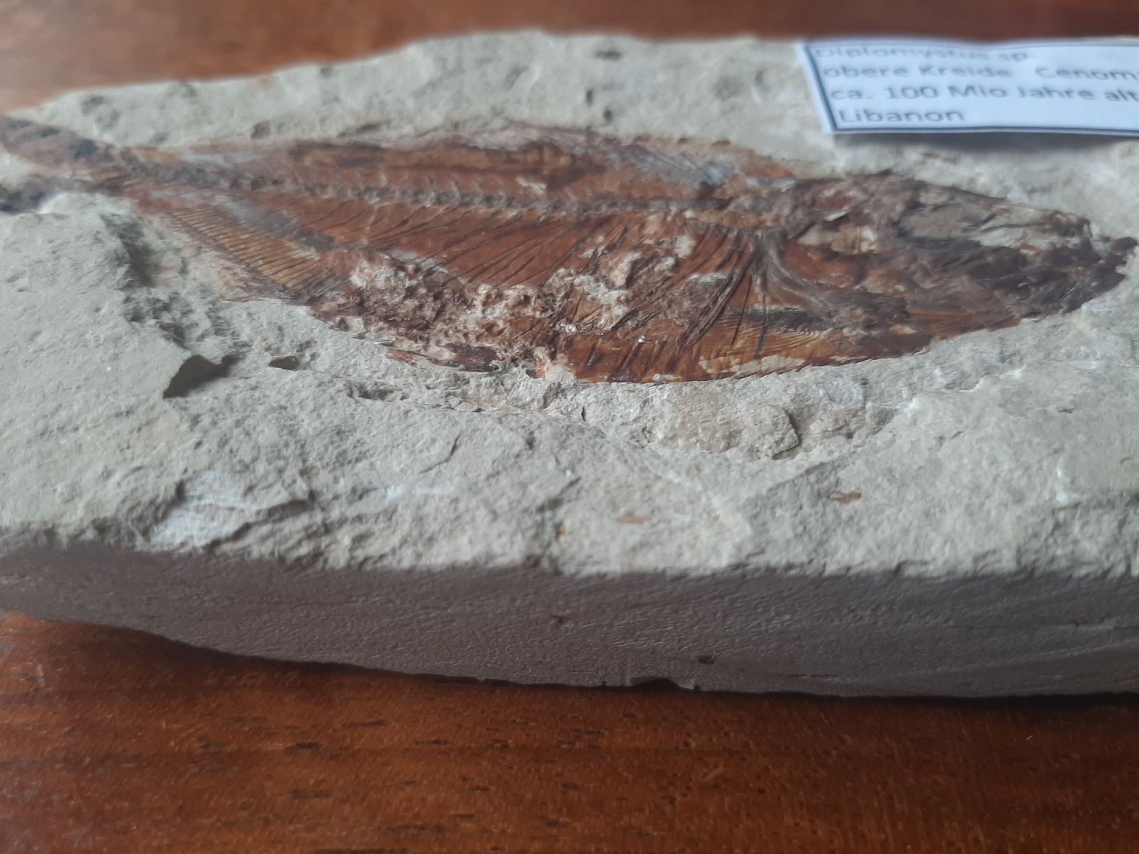 Fossilien: Fossiler Fisch Libanon – Gebraucht aus Rickenbach BL von Oktober68 1