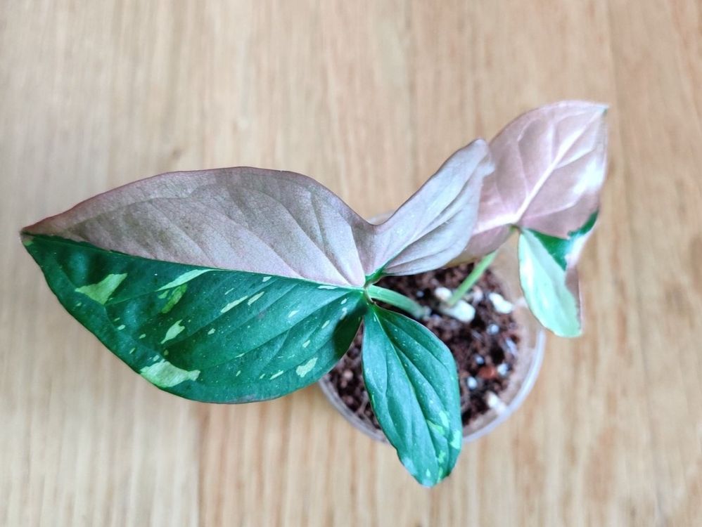 Syngonium red spot tricolor Ableger 2 | Kaufen auf Ricardo