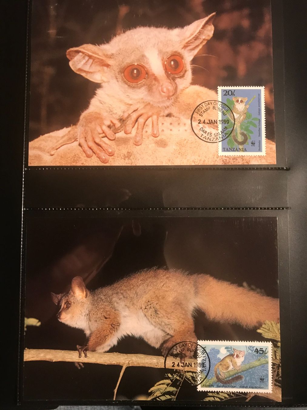 Tutti i francobolli: WWF Tansania 1989 Galagos Affen Satz Maximumkarten – Nuovo (secondo la descrizione) da Winterthur venduto da schnueps 1
