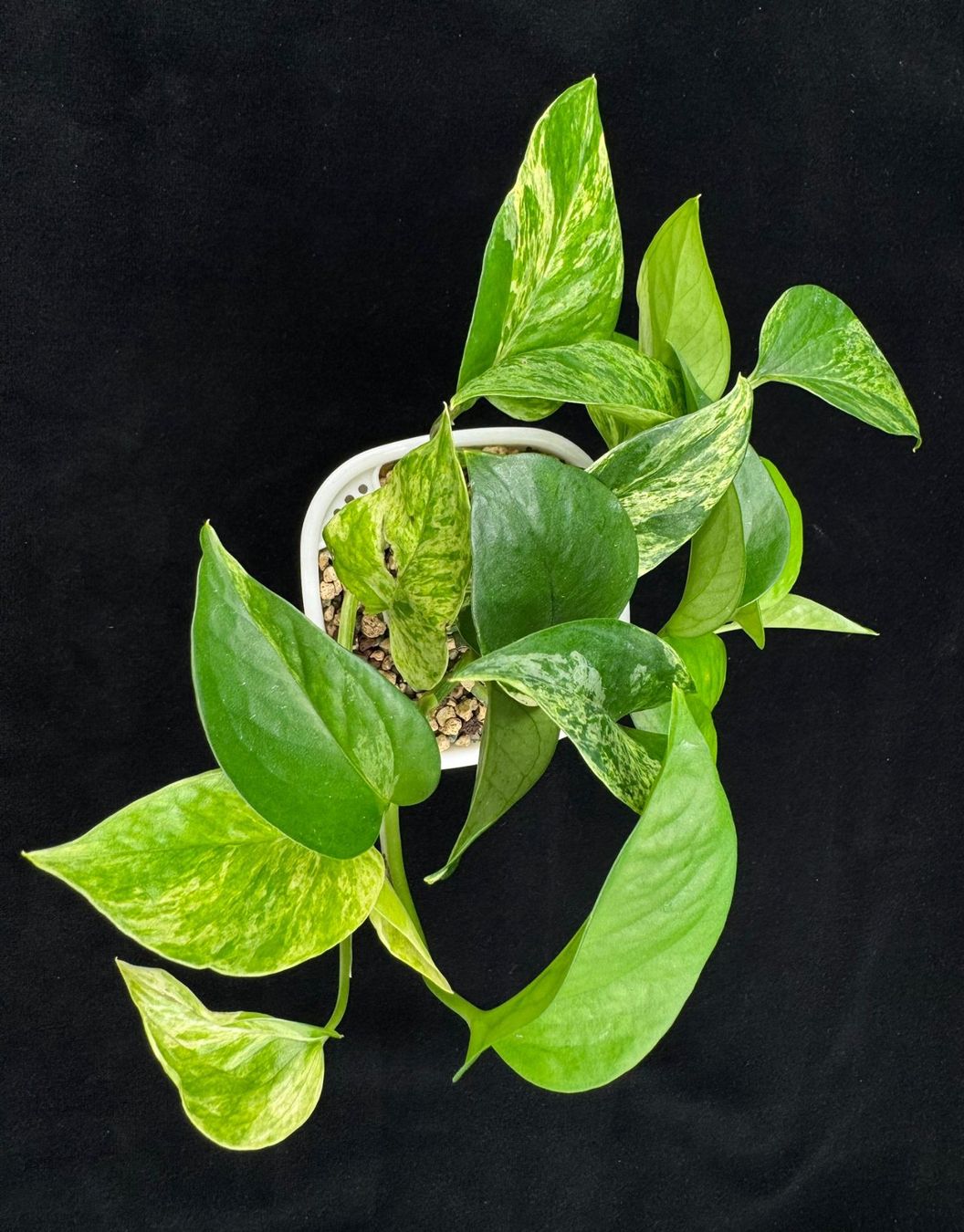 Plantes & graines: Epipremnum aureum 'Marble Queen' in Semihydro – Neuf (Voir description) à Bühler par googelibear