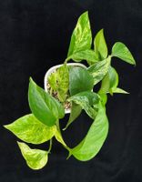 Epipremnum aureum 'Marble Queen' in Semihydro