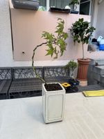 Japanischer Ahorn Bonsai im Keramik Topf