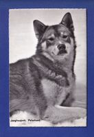 CHIEN / HUND - Polarhund