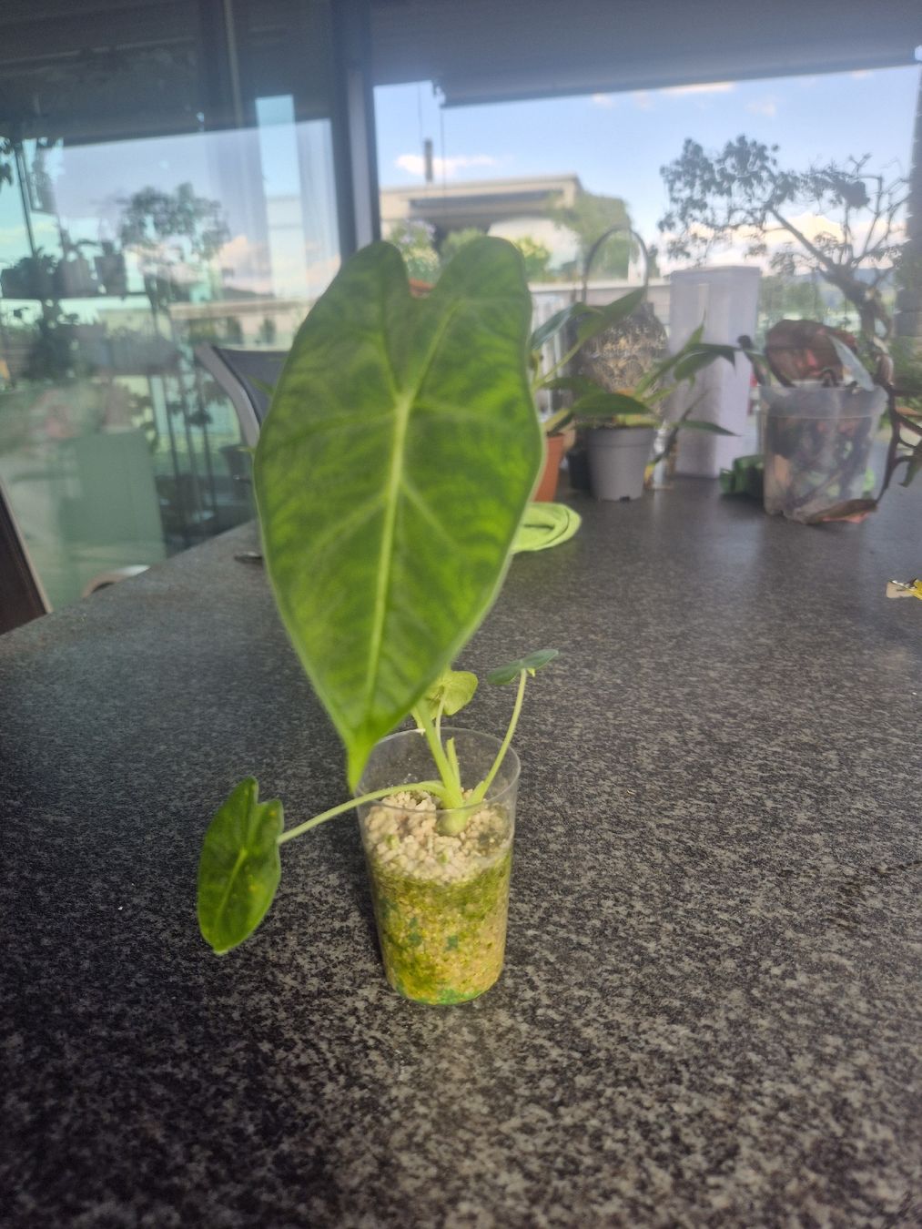 Pflanzen & Samen: Alocasia Frydek – Gebraucht aus Urtenen-Schönbühl von Pflanzenherberge 1