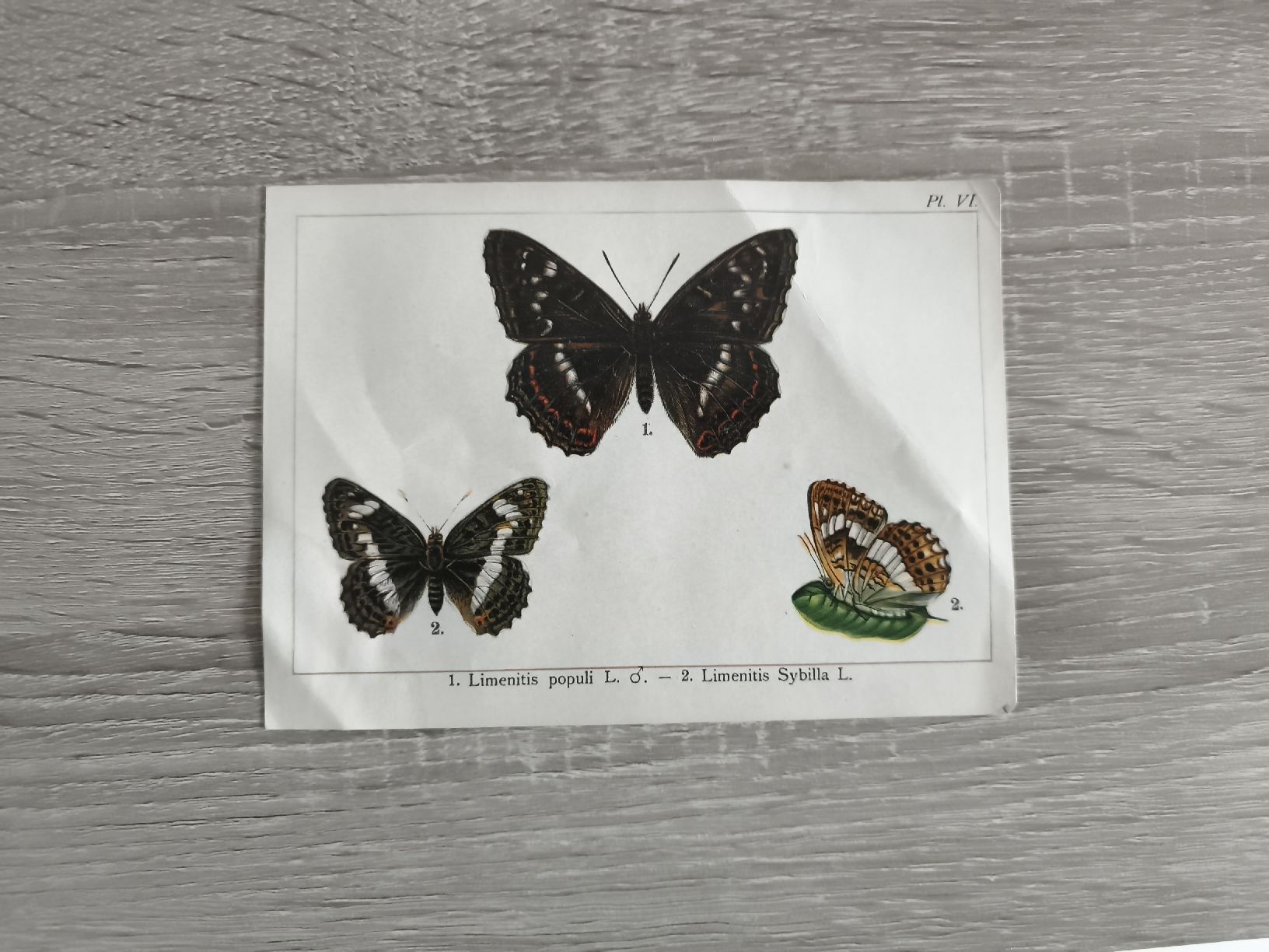 Welt der Tiere: Ensemble de 3 planches d'insectes papillons – Gebraucht aus Prilly von jor_x27s 3