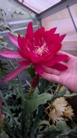 Epiphyllum Blattkaktus mit Duft Mexico City bew.