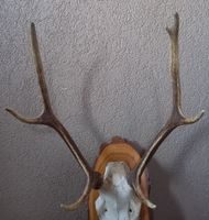 Hirschgeweih / Hirschtrophäe; v. 11.12.04, auf Lärchenbrett