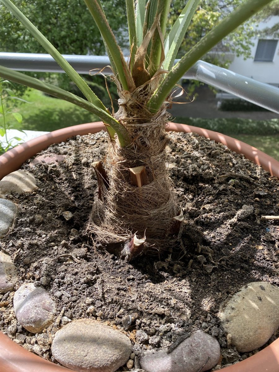 Piante & sementi: wunderschöne Palme ca. 90 cm hoch inkl. Topf – Usato da Sargans venduto da sel85 3