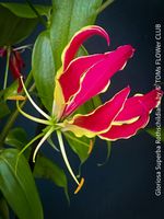 Gloriosa Superba Rothschildiana - exotische Ruhmeskrone
