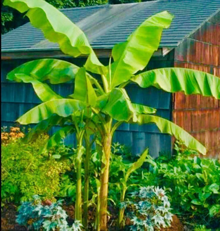 Piante & sementi: 10 SAMEN ECHTE BANANEN PALME – Nuovo e nell'imballaggio originale da Rovio venduto da POSITIFFARTandPLANTS 4