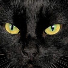 Profile image of Fisy