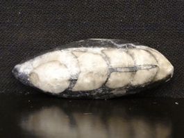Versteinerter Fisch Fossil ORTHOCERAS MAROKKO Tintenfisch