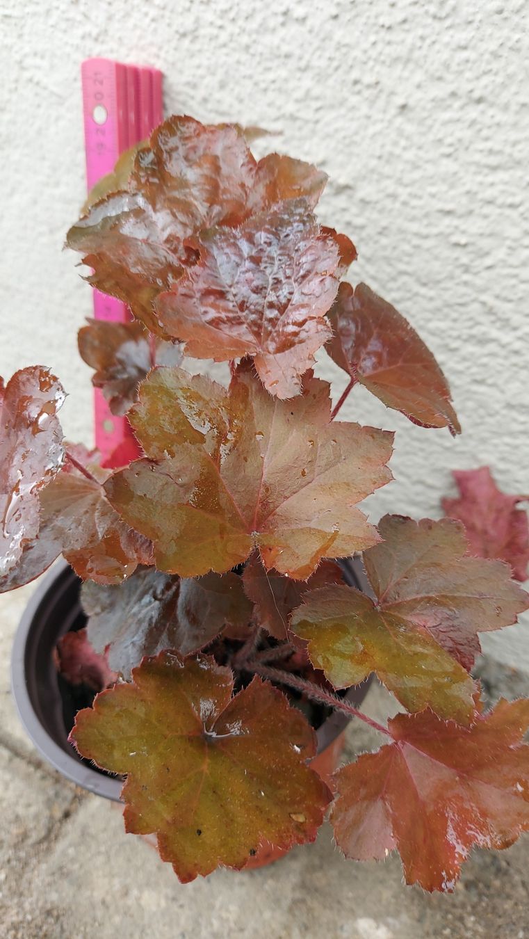 Piante & sementi: Purpurglöckchen – Heuchera – Nuovo (secondo la descrizione) da Thalheim venduto da silvara01 1