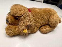Steiff Cocker Spaniel, Vintage, Original in top Zustand 