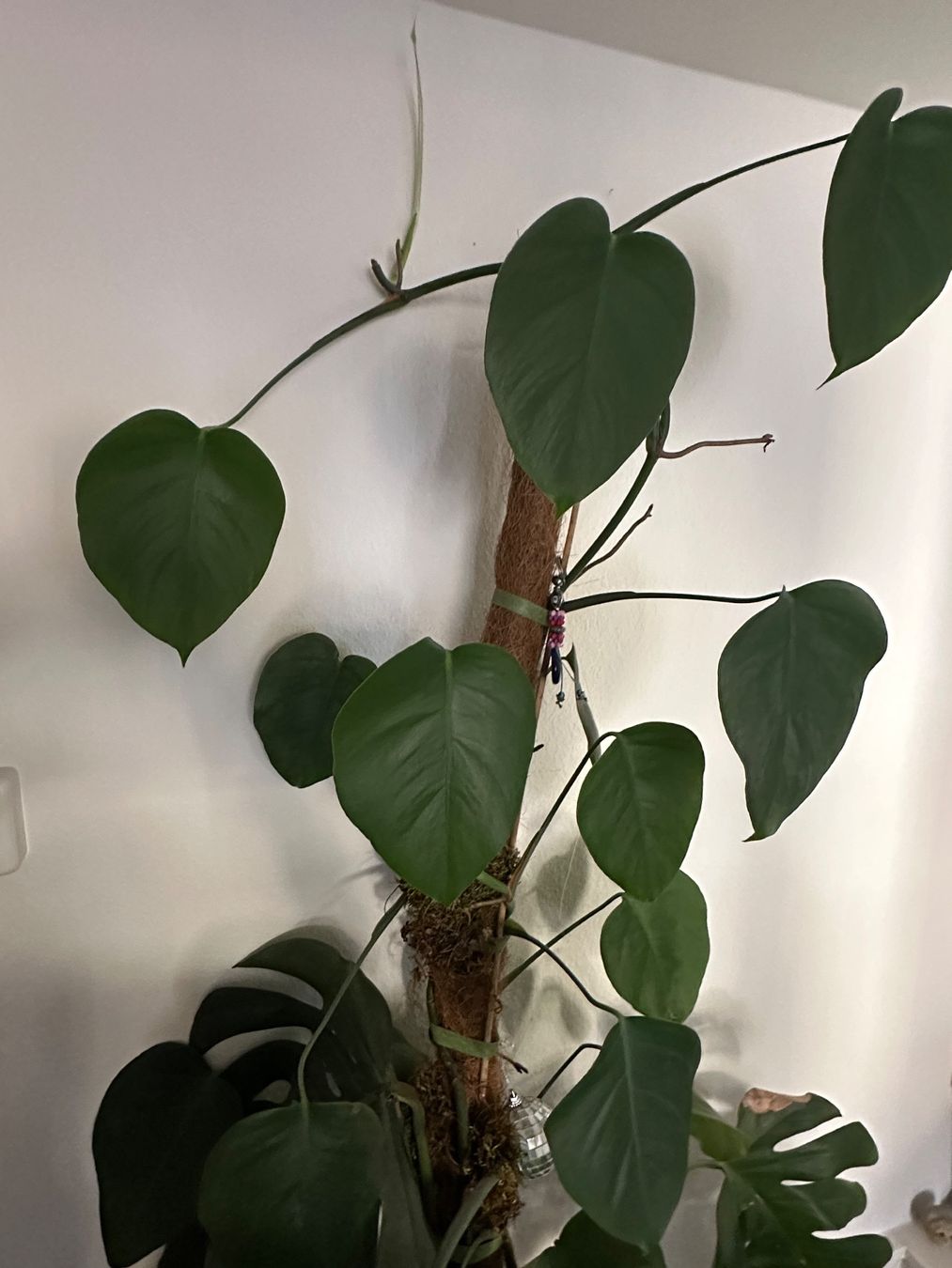 Piante & sementi: Monstera / Zimmerpflanze – Usato da Basel venduto da janapuehringer 2