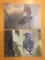 2x Grusskarten Vogelwarte Vögel in den Alpen