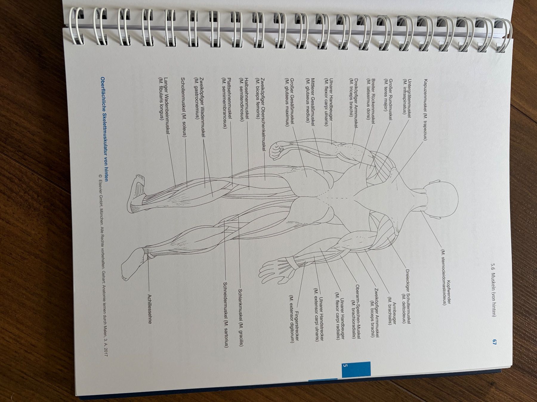 Libri: Anatomie lernen durch Malen – Nuovo (secondo la descrizione) da Breitenbach venduto da gift1 2