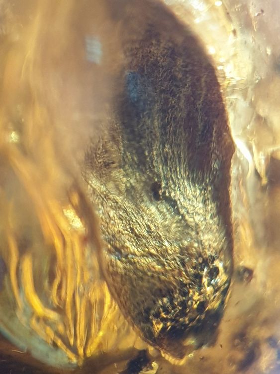 Moderner Stoff-Anhänger Leuchte Cremefarben - Bauernhaus Kronleuchter Mit Blütenblatt-Design, 50cm, Dimmbar