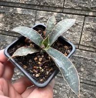 Sansevieria Langue belle-mère variété non identifiee