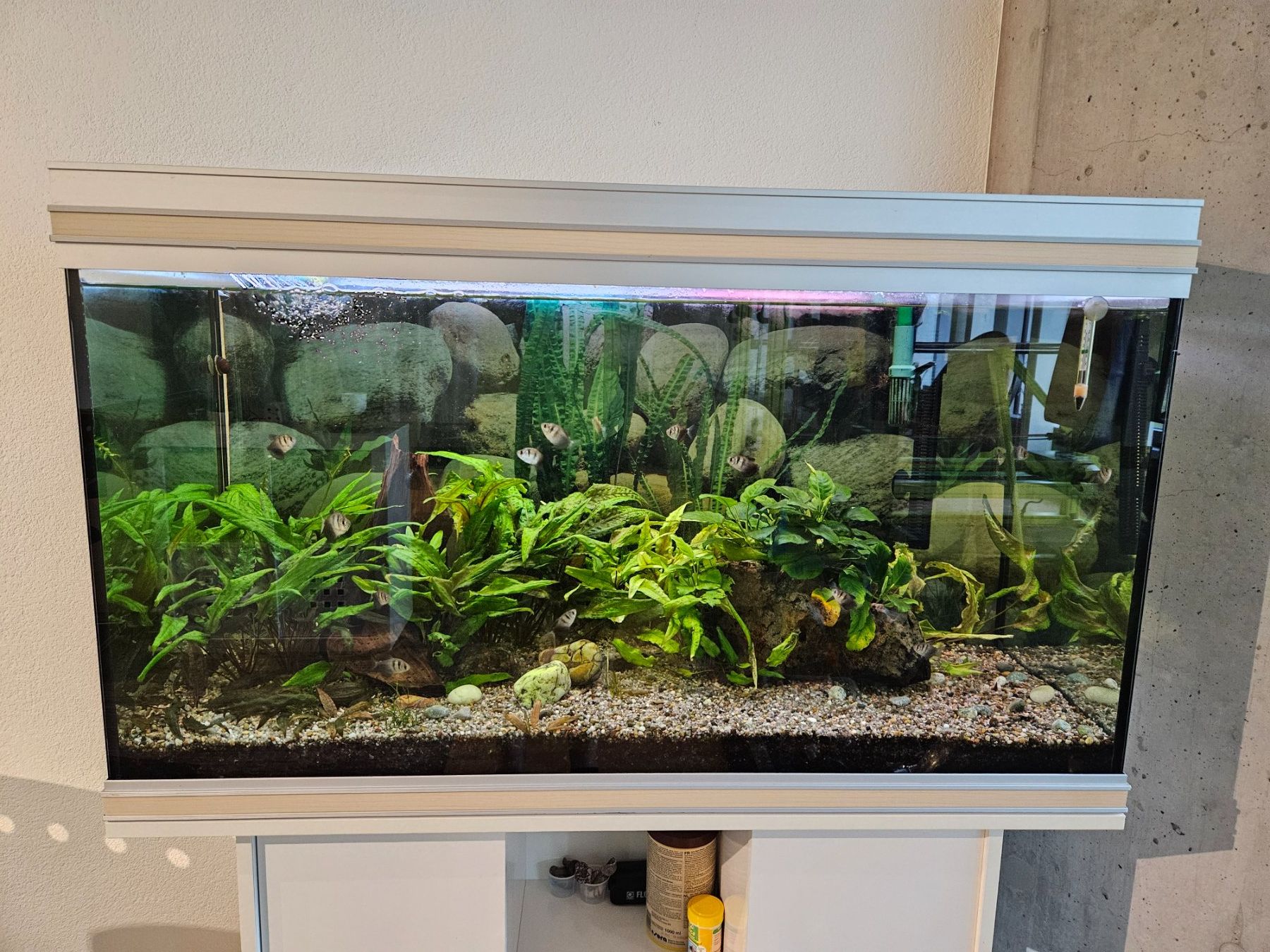 Aquarium: Aquarium mit Inhalt – Gebraucht aus Ebnat-Kappel von baefzger 3