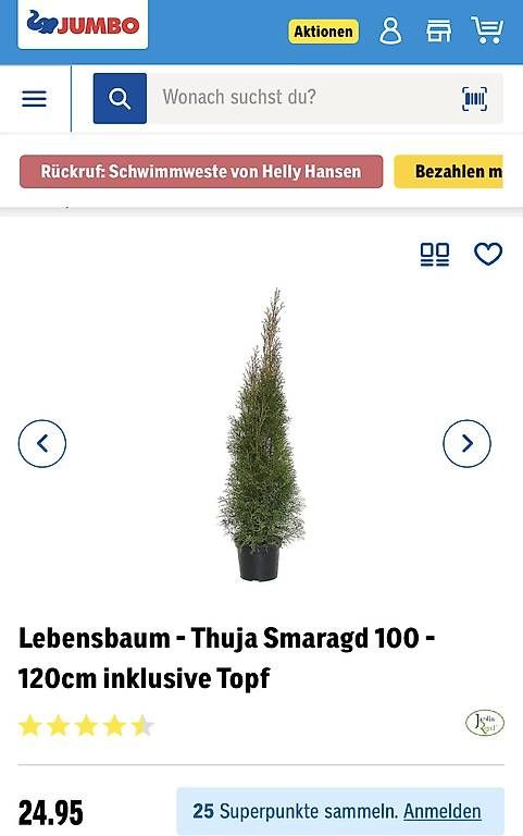 Piante & sementi: Thuja – Usato da Luterbach venduto da Adriatik 2