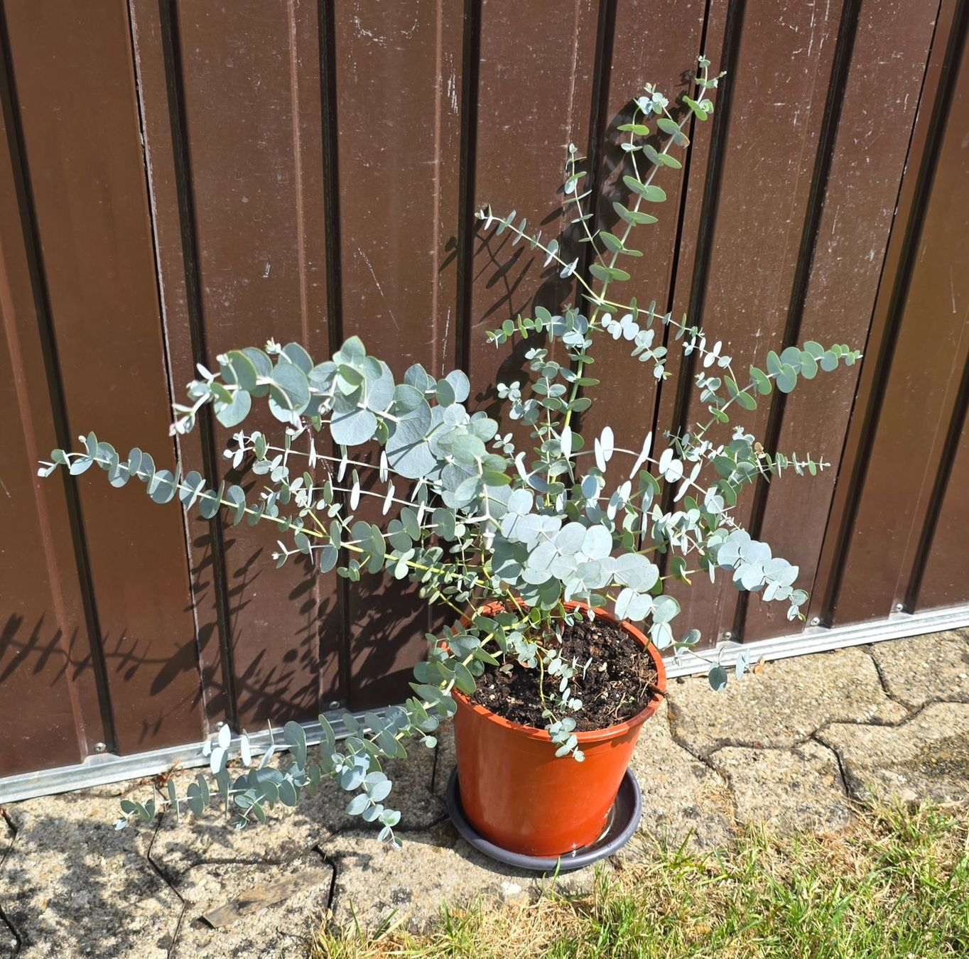 Pflanzen & Samen: Eukalyptus – Neu (gemäss Beschreibung) aus Aarburg von popkorn65 2