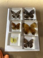 6 echte Schmetterlinge in Acryl/Lucite – Vintage Sammlerobje