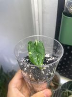 🌱 Alocasia Melo var. Jungpflanze 🌱 ab 1.-