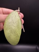 Hoya erythrostemma silver! Rarität! 🦄