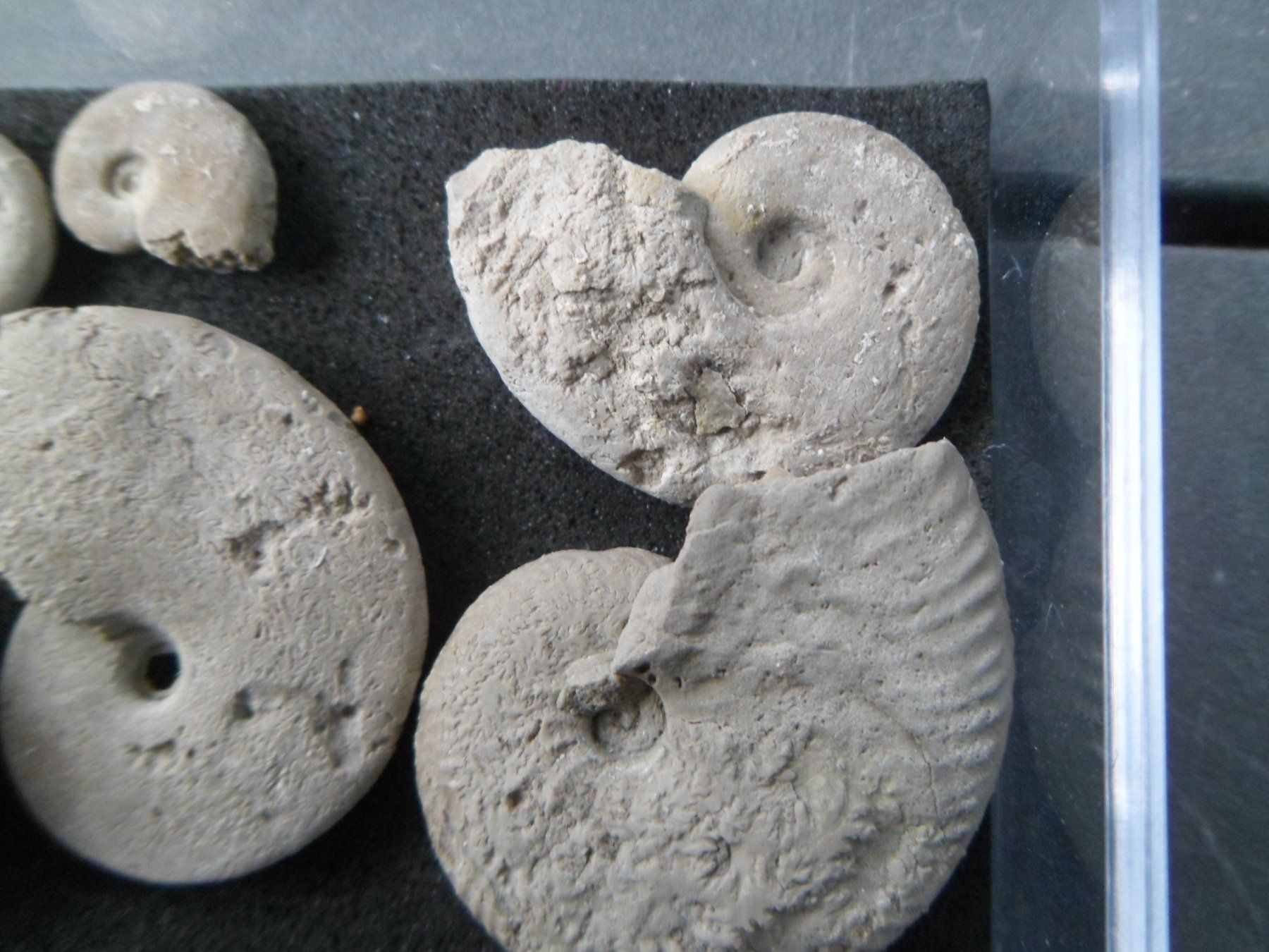 Fossiles: Fossil Schweiz – D'occasion à Affoltern am Albis par Fossil60 2