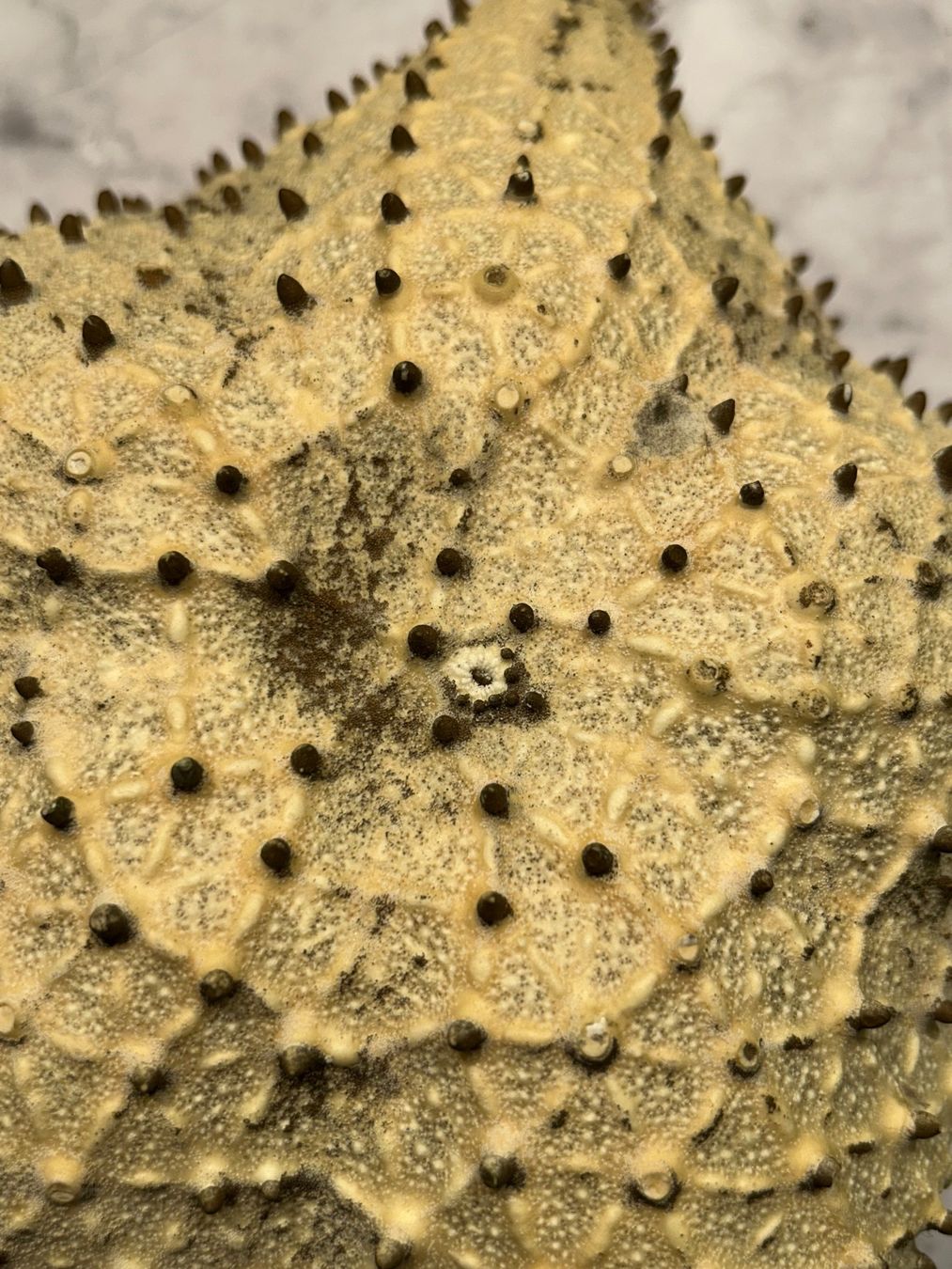 Fossilien: Seestern antik gross – Gebraucht aus Basel von toy_t8bb 2