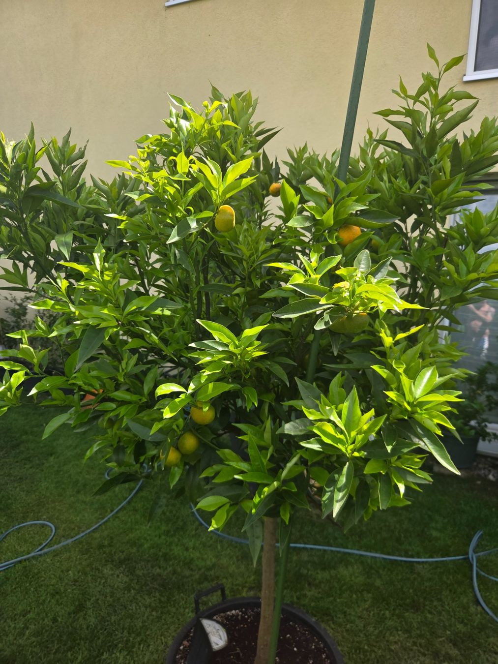 Piante & sementi: zitrus clementine baum 1m80 – Usato da Unterlunkhofen venduto da tomnova 1