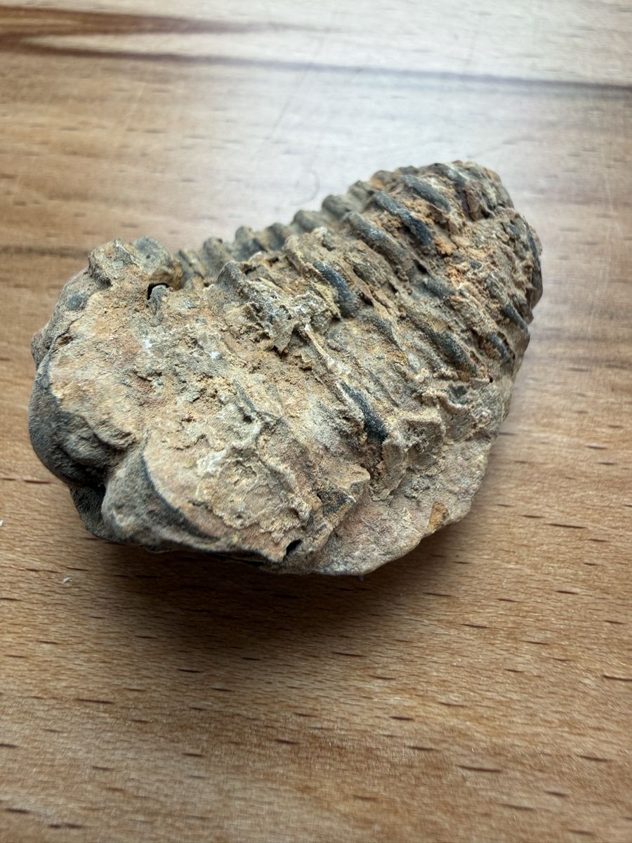 Fossilien: Trilobit – Gebraucht aus Grenchen von Bastet007 4