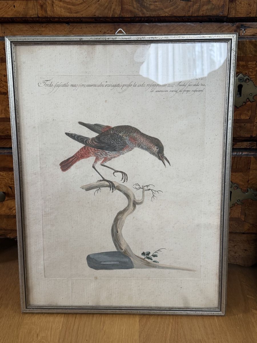 Grafica & Litografie: Antike Vogel-Lithographie, gerahmt – Usato da Wettingen venduto da Mat5430