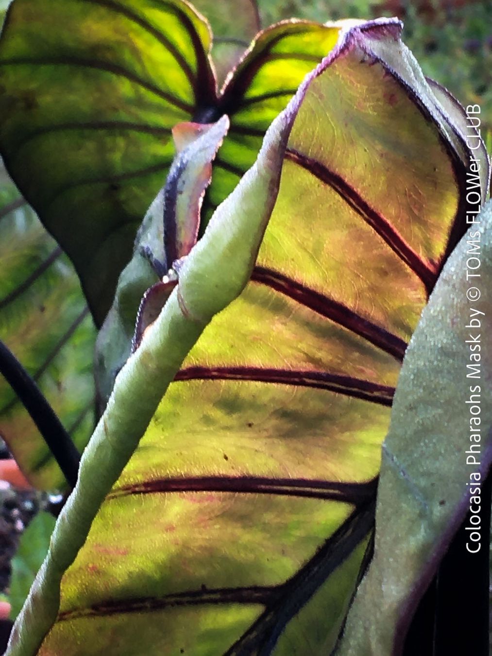 Piante & sementi: Colocasia Pharaohs Mask - 100% Bio-Pflanze – Nuovo e nell'imballaggio originale da Adliswil venduto da astom369 3